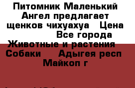 Питомник Маленький Ангел предлагает щенков чихуахуа › Цена ­ 10 000 - Все города Животные и растения » Собаки   . Адыгея респ.,Майкоп г.
